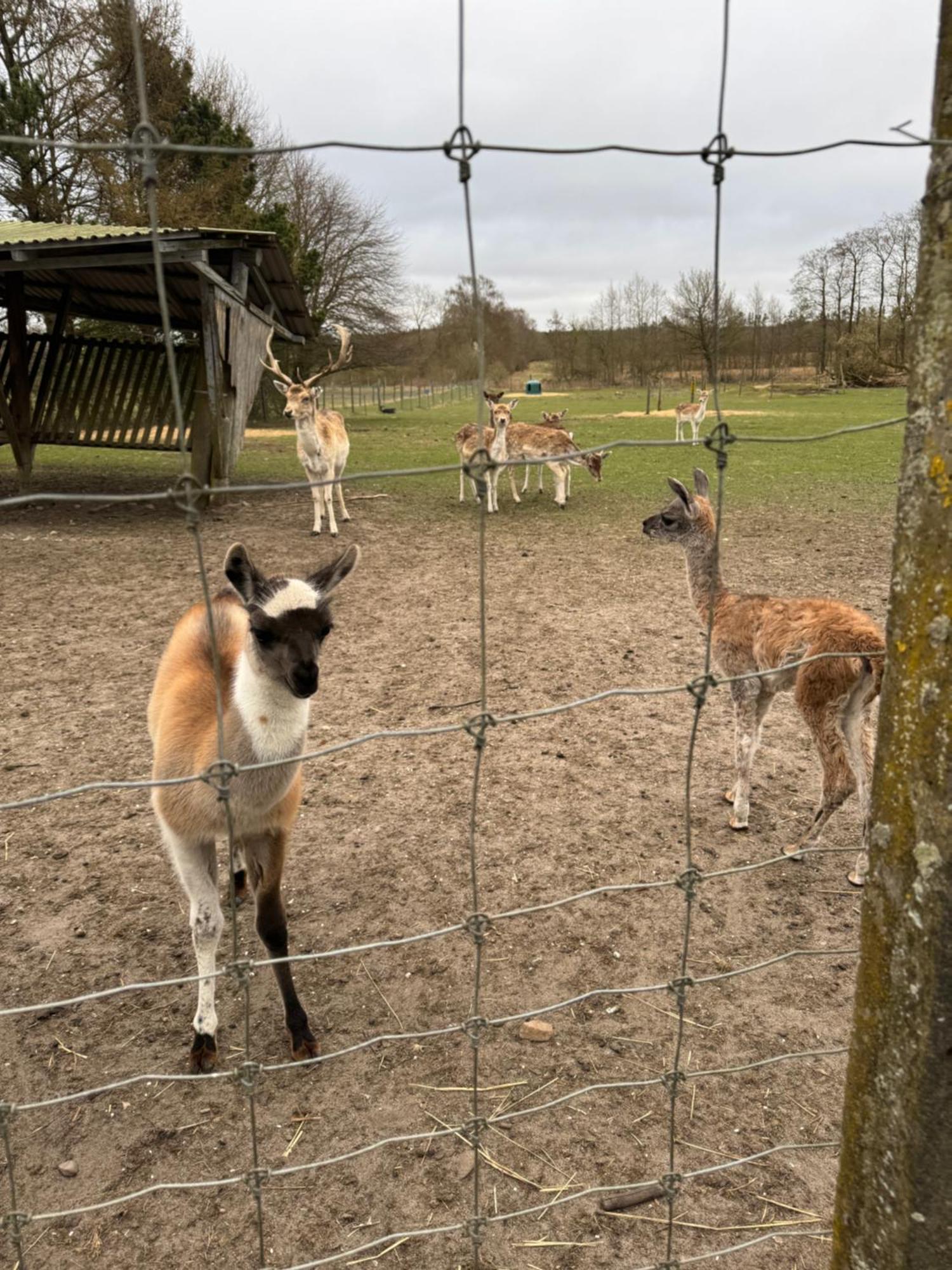 Farm * Billund