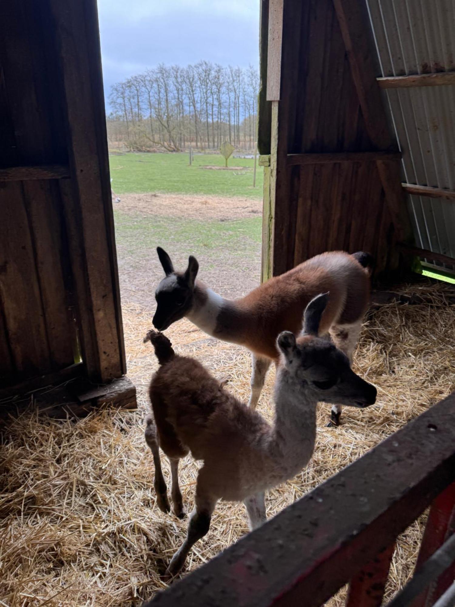 Farm stay Farm Billund