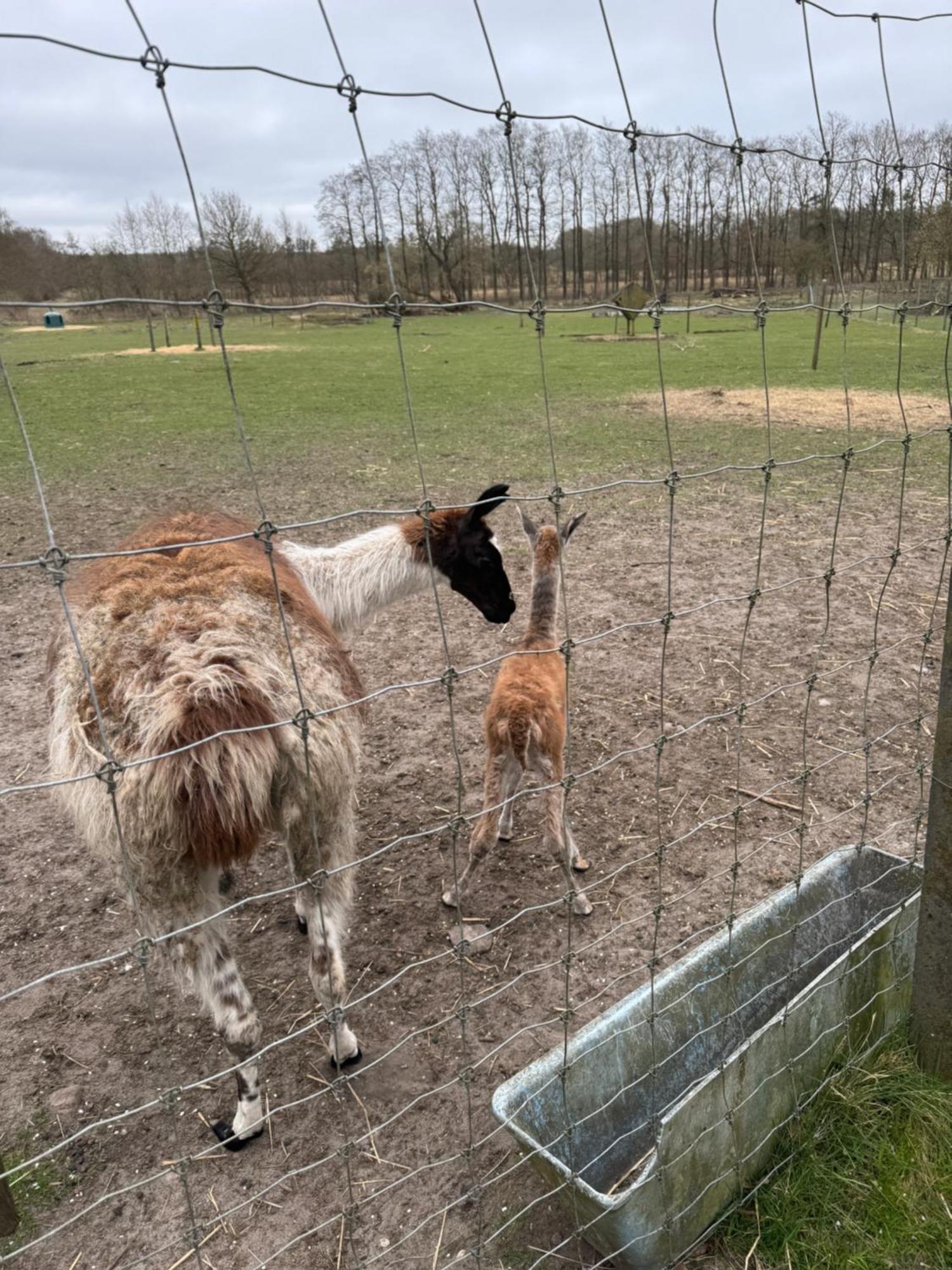 Farm Farm stay Billund