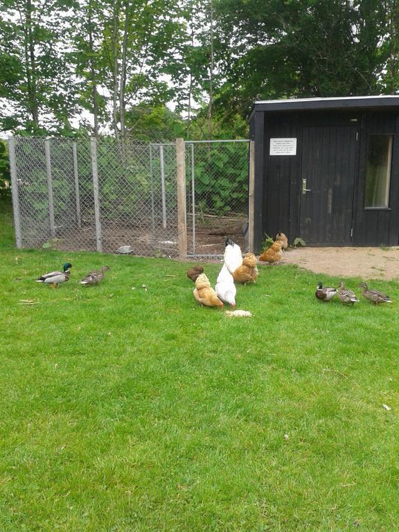 Farm Farm stay Billund