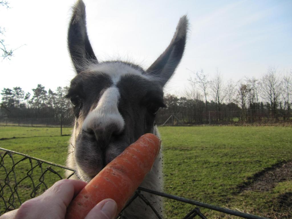 Farm Farm stay Billund